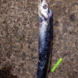 引き釣り 4