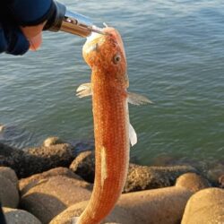 ボイル無し