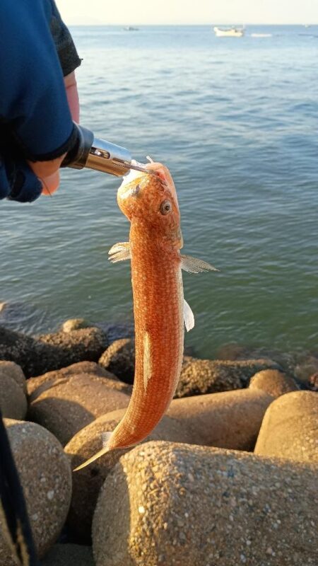 ボイル無し