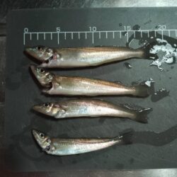 シロギス釣り