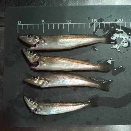 シロギス釣り