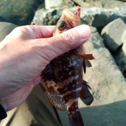 ガシラ釣り