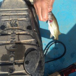 メタルで豆バス2匹