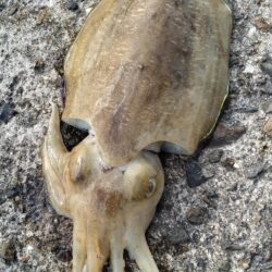 やっぱモンゴウイカ
