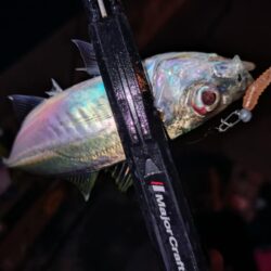 ジグ単で数釣り