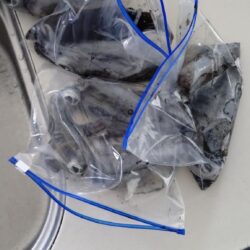 小潮爆風ティップラン