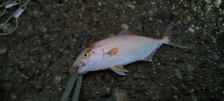 遠征釣行１日目