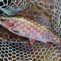 大物はみんな逃げていった ～平谷湖フィッシングスポット～