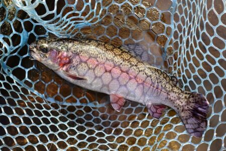 大物はみんな逃げていった ～平谷湖フィッシングスポット～
