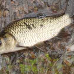 小鮒釣りに癒される