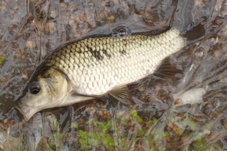 小鮒釣りに癒される