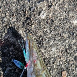 カマス釣り