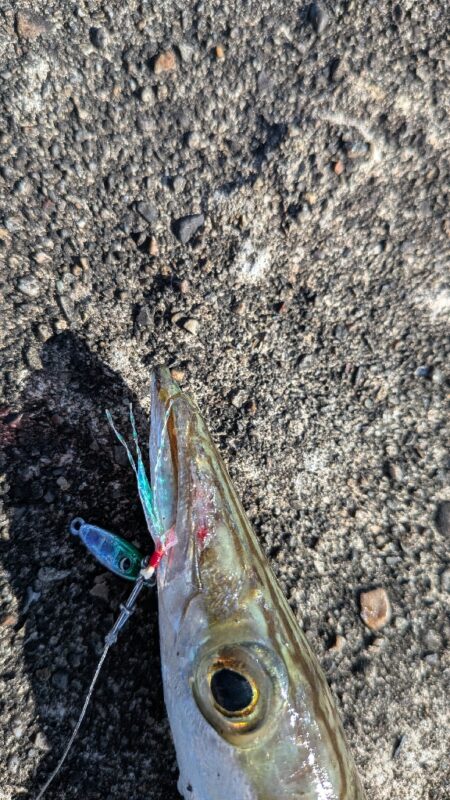 カマス釣り