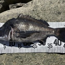 イチノ兄弟、釣果!