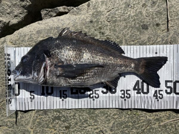イチノ兄弟、釣果!