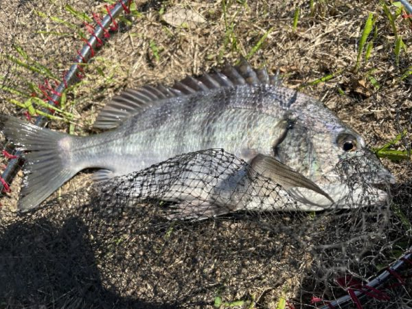 イチノ兄弟、釣果！