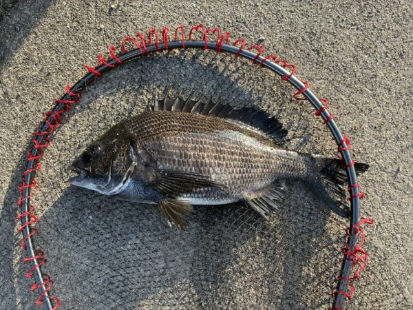 イチノ兄弟、釣果!