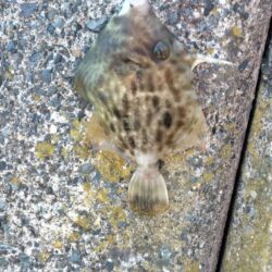 五目釣り、まだまだ小さかったカワハギ