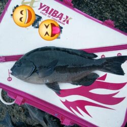 和歌山市江（吉丸渡船）でグレ釣り