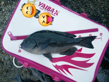和歌山市江（吉丸渡船）でグレ釣り