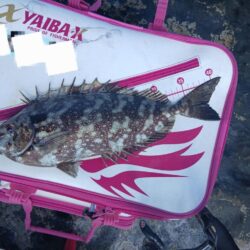 和歌山市江(吉丸渡船)でグレ釣り