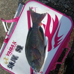 和歌山県串本・袋（かわばた渡船）でグレ釣り大会