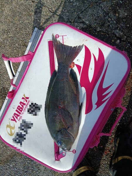 和歌山県串本・袋（かわばた渡船）でグレ釣り大会