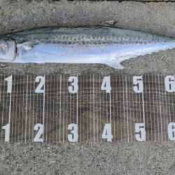 やっと釣れた