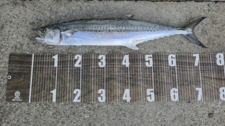 やっと釣れた