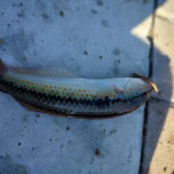 カワハギ釣り