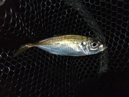 やっとアジ戻ってきました