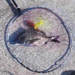 チヌ落とし込み釣り　真チヌ３枚
