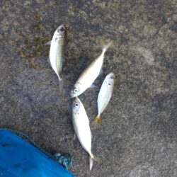 フィシャリーナでサビキ釣り