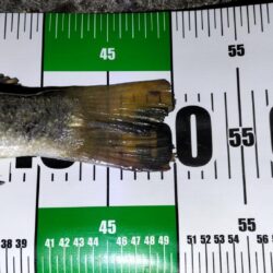 ぶっこみ釣りでチヌの年無し、他