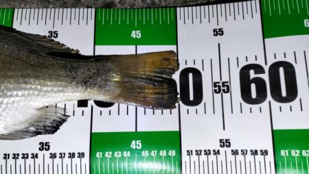 ぶっこみ釣りでチヌの年無し、他