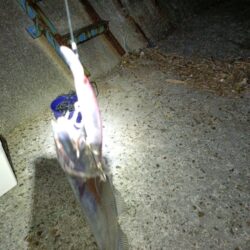 今年初めての太刀魚