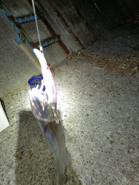 今年初めての太刀魚
