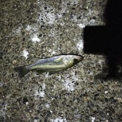 夜釣り