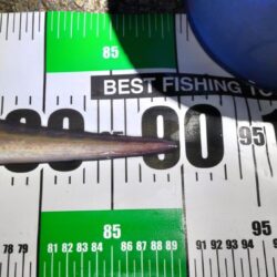 ぶっこみ釣りでニョロニョロ系 御三家