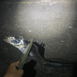 またタチウオ釣行
