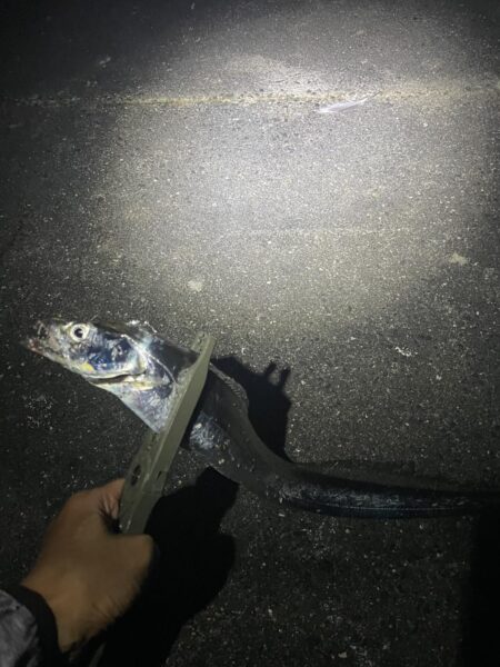 またタチウオ釣行