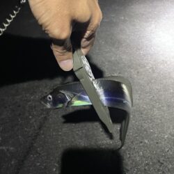 タチウオ釣行