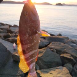 久々おかっぱりで釣れた。しかも良型の高級魚