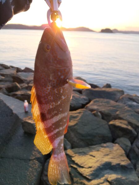 久々おかっぱりで釣れた。しかも良型の高級魚