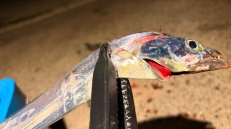 時合なし、ぽつぽつ拾い釣り