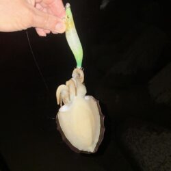 淡路島解禁