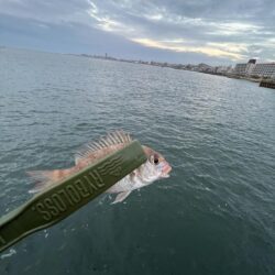 ウリボウも厳しい