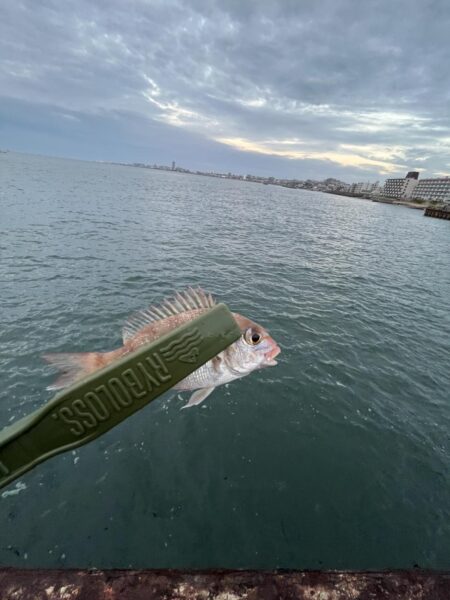 ウリボウも厳しい