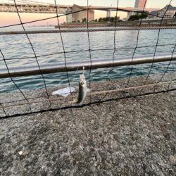 サビキが渋い日