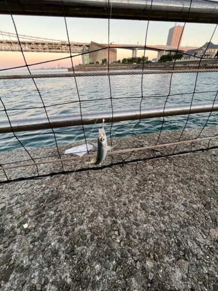 サビキが渋い日
